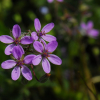 세열유럽쥐손이(Erodium cicutarium  L) : 산들꽃