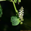 들깨(Perilla frutescens var. japonica (Hassk.) Hara) : 塞翁之馬