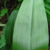 숙은처녀치마(Heloniopsis tubiflora Fuse) : 박용석