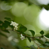 수정목(Damnacanthus major Siebold & Zucc.) : 봄까치꽃