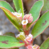 애기땅빈대(Euphorbia maculata L.) : 산들꽃