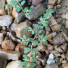 애기땅빈대(Euphorbia maculata L.) : 산들꽃