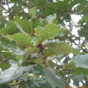 떡갈나무(Quercus dentata Thunb. ex Murray) : 꽃사랑