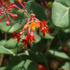 붉은인동(Lonicera x heckrottii Rehder) : 꽃천사