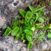 물매화(Parnassia palustris L.) : 벼루