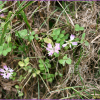 자운영(Astragalus sinicus L.) : 무심거사