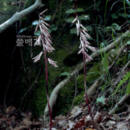 약난초(Cremastra variabilis (Blume) Nakai ex Shibata) : 벼루