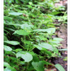 쇠털이슬(Circaea cordata Royle) : 무심거사