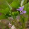 넓은잎제비꽃(Viola mirabilis L.) : 카르마