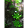 선갈퀴(Galium odoratum (L.) Scop.) : 통통배