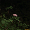 좀조팝나무(Spiraea microgyna Nakai) : 봄까치꽃