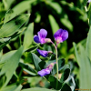 갯완두(Lathyrus japonicus Willd.) : 통통배