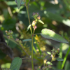 공단풀(Sida spinosa L.) : 무심거사