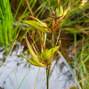 참비녀골풀(Juncus prismatocarpus R.Br. subsp. leschenaultii (Gay ex Laharpe) Kirschner) : 현촌
