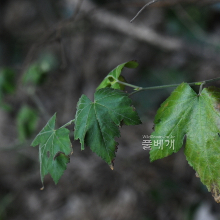 거제딸기(Rubus tozawae Nakai ex J.Y.Yang) : 통통배