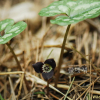 개족도리풀(Asarum maculatum Nakai) : 카르마
