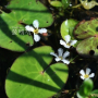좀어리연꽃 : 풀잎사랑