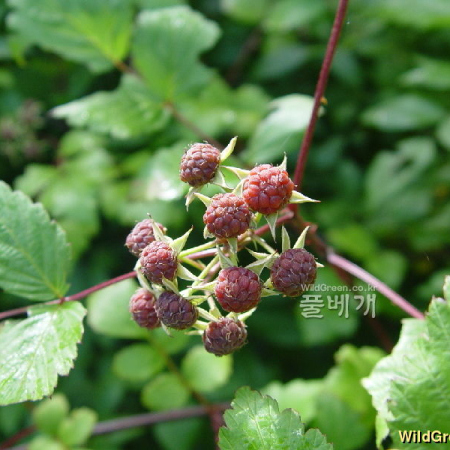 복분자딸기(Rubus coreanus Miq.) : 통통배