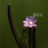 돌바늘꽃(Epilobium amurense subsp. cephalostigma (Haussknecht) C. J. Chen et al) : 현촌