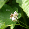 섬나무딸기(Rubus takesimensis Nakai) : habal