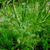 유럽나도냉이(Barbarea vulgaris W.T.Aiton) : 설뫼*
