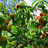 복사나무(Prunus persica (L.) Batsch for. persica) : 벼루