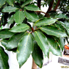 참식나무(Neolitsea sericea (Blume) Koidz.) : 설뫼