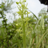 산제비란(Platanthera komarovii Schltr.) : 현촌