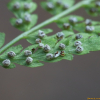 만주우드풀(Woodsia manchuriensis Hook.) : 설뫼*