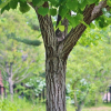 비파나무(Eriobotrya japonica (Thunb.) Lindl.) : 설뫼