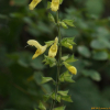 참배암차즈기(Salvia chanryoenica Nakai) : 세임