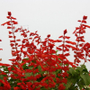 깨꽃(Salvia splendens KerGawl.) : 塞翁之馬