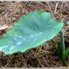 토란(Colocasia esculenta (L.) Schott) : 벼루