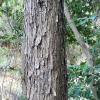 새우나무(Ostrya japonica Sarg.) : kplant1
