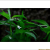 왕제비꽃(Viola websteri Hemsl.) : 통통배