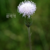 흰조뱅이(Breea segeta for. lactiflora (Nakai) W.T.Lee) : 꽃사랑