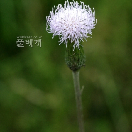 흰조뱅이(Breea segeta for. lactiflora (Nakai) W.T.Lee) : 꽃사랑