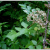 복분자딸기(Rubus coreanus Miq.) : 추풍
