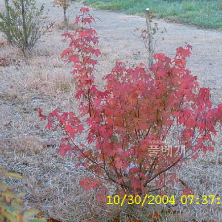 단풍나무(Acer palmatum Thunb. ex Murray) : 현촌