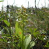 개제비란(Coeloglossum viride var. bracteatum (Willd.) Rich.) : 통통배