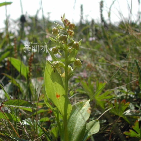개제비란(Coeloglossum viride var. bracteatum (Willd.) Rich.) : 벼루