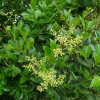 광나무(Ligustrum japonicum Thunb.) : 산들꽃