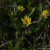영도민들레(Taraxacum formosanum Kitam.) : 산들꽃