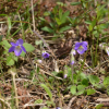 털낚시제비꽃(Viola grypoceras var. pubescens Nakai) : 오솔
