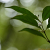 무주나무(Lasianthus japonicus Miq.) : 무심거사