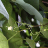 박쥐나무(Alangium platanifolium var. trilobum (Miq.) Ohwi) : 산들꽃
