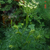 고본(Angelica tenuissima Nakai) : 청암
