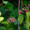 복분자딸기(Rubus coreanus Miq.) : 고들빼기