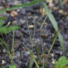 좀바랭이(Digitaria radicosa (J.Presl) Miq.) : 설뫼*