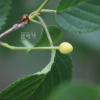 왕벚나무(Prunus yedoensis Matsum.) : 카르마